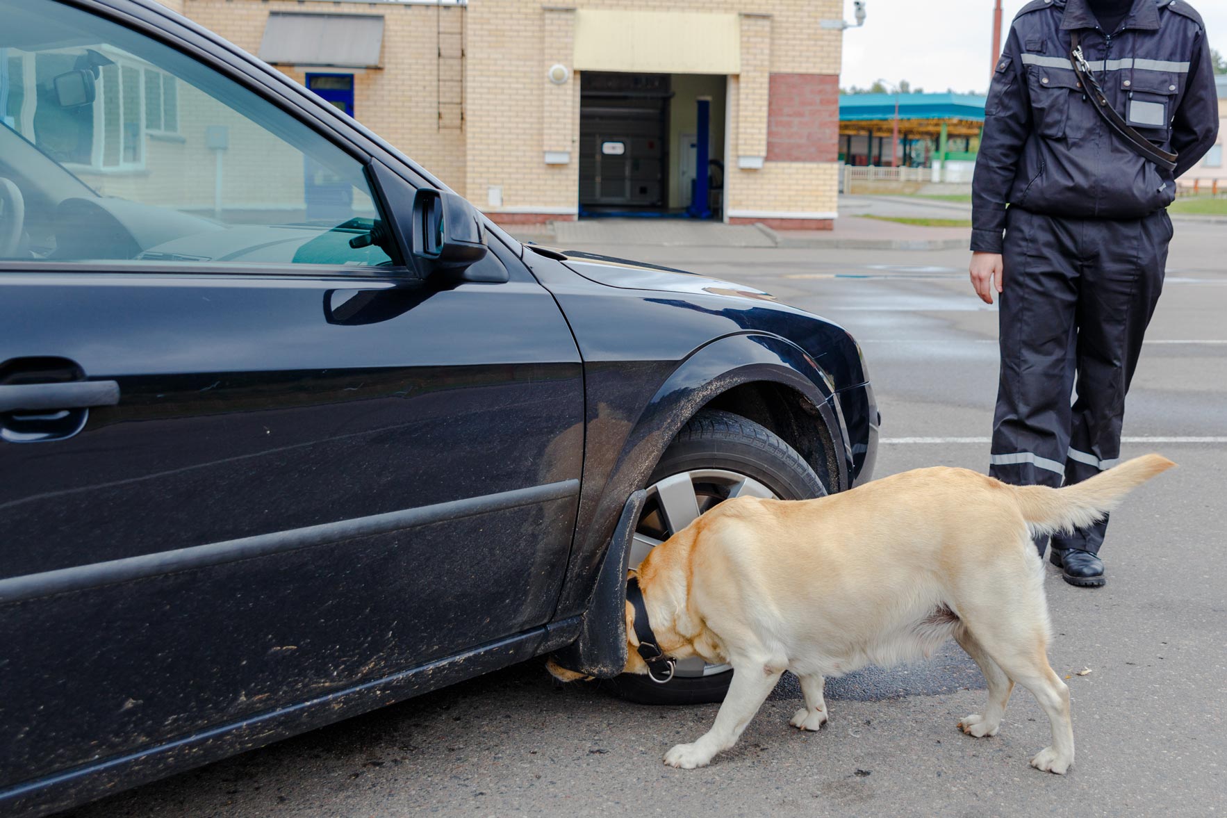 patrol dog and officer inspecting abandoned vehicle